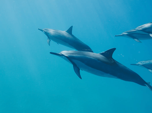 business-features-img-1